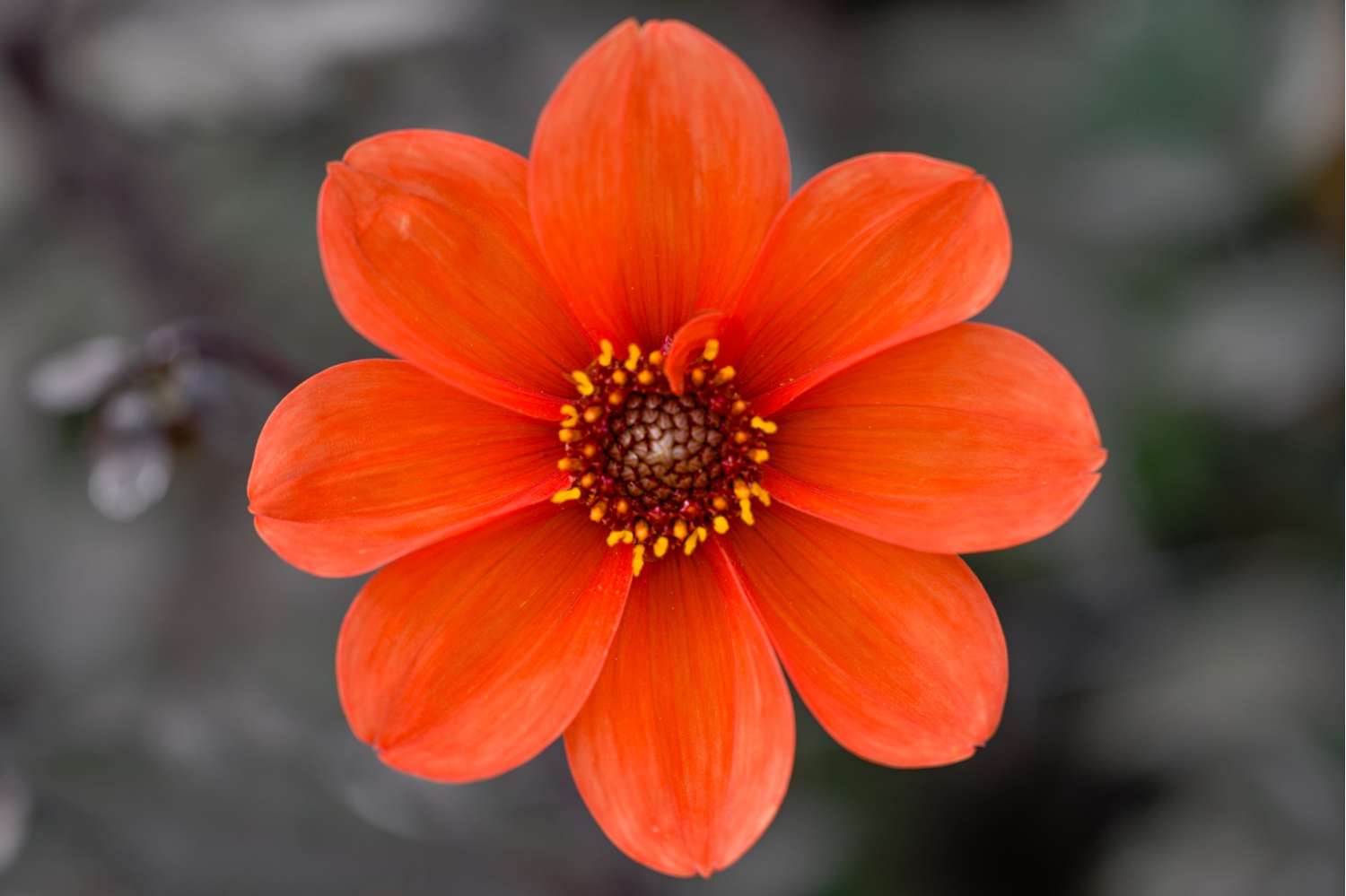 Daalia 'Bishop of Oxford'